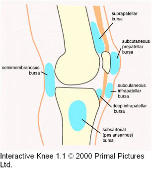 the Knee Bursae: some hints (1/3)