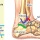 the Ankle Joint: some hints