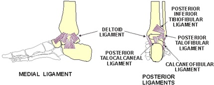 the Ankle Joint: some hints (3/5)