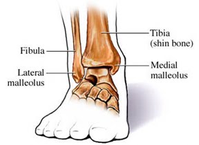the Ankle Joint: some hints (2/5)